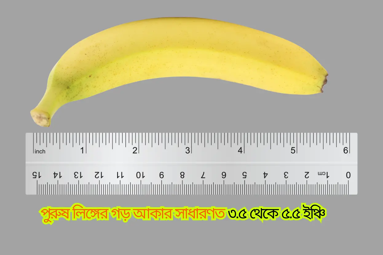পুরুষ লিঙ্গের গড় আকার সাধারণত ৩.৫ থেকে ৫.৫ ইঞ্চি