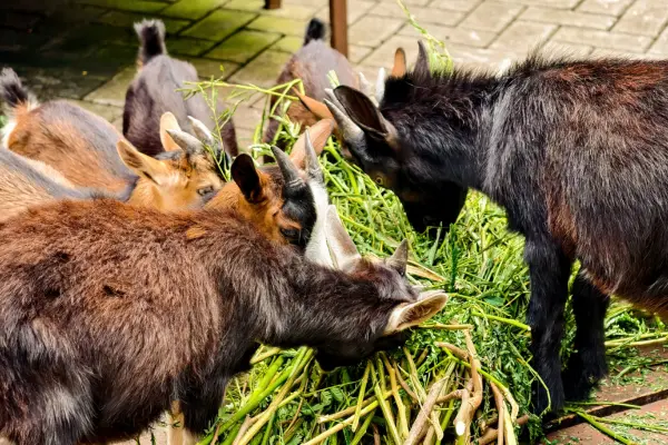 ছাগল না খাওয়ার কারণ কি, যে ৭টি কারণে ছাগল খেতে চায় না (informationbangla.com)