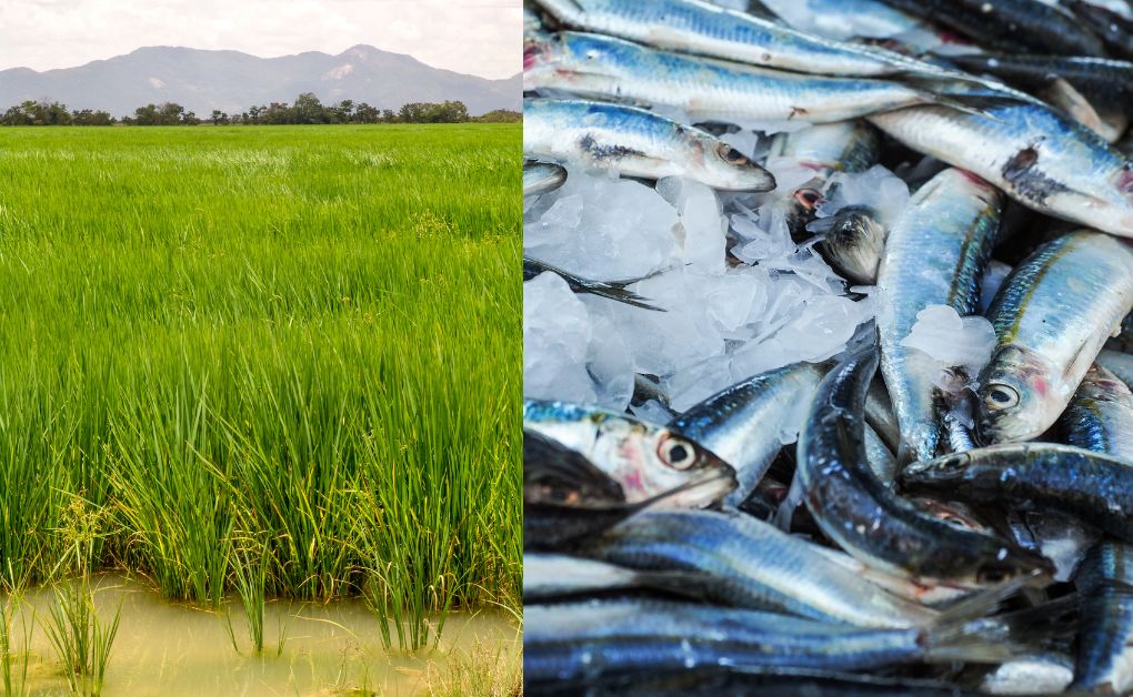 ধান ক্ষেতে মাছ চাষ সমন্বিত চাষ মিশ্র চাষ