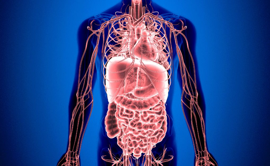 অঙ্গ ও তন্ত্রঃ পঅঙ্গ ও তন্ত্র কাকে বলে তন্ত্র কত প্রকার ও কি কি।