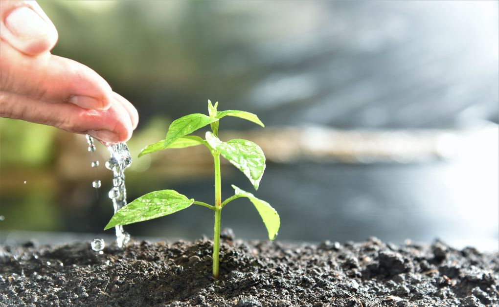 উদ্ভিদ ও পানির সম্পর্কঃ উদ্ভিদদেহে পানির প্রয়োজনীয় দিক, ইমবাইবিশন, ব্যাপন ও অভিস্রবণ।