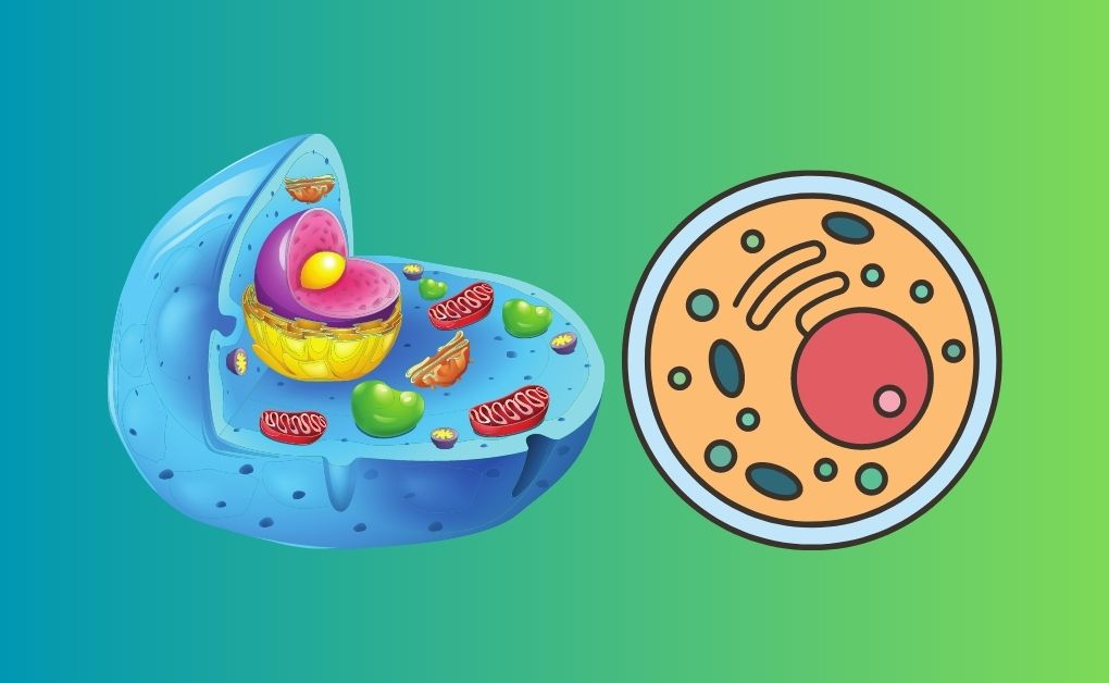 উদ্ভিদ ও প্রাণিকোষের প্রধান অঙ্গাণু এবং তাদের কাজঃ