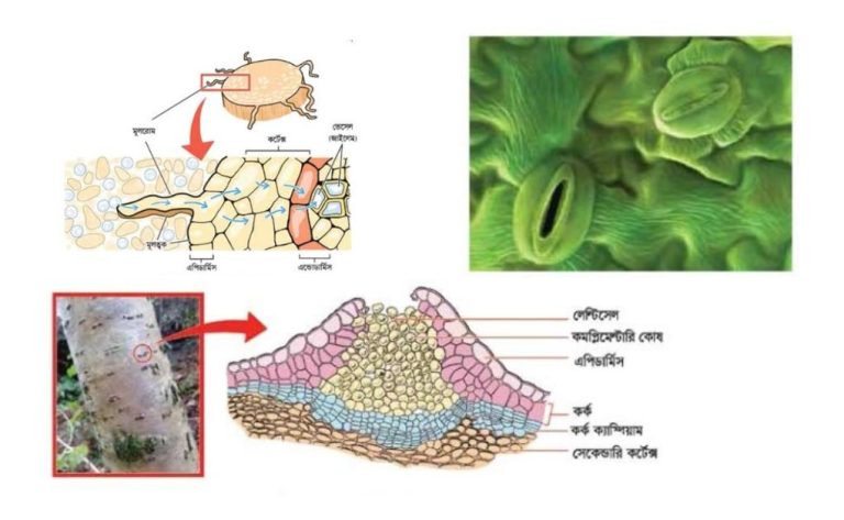 ⇛উদ্ভিদে পানি ও খনিজ লবণ শোষণ ⇛উদ্ভিদে পরিবহন কী/কাকে বলে/বলতে কি বুঝায়? উদ্ভিদে পরিবহনের প্রয়োজনীয়তা ব্যাখ্যা ⇛প্রস্বেদন কী/কাকে বলে/বলতে কি বুঝায়? প্রস্বেদন কত প্রকার প্রস্বেদন এর গুরুত্ব।