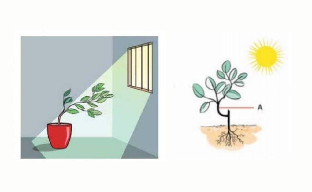 উদ্ভিদে সমন্বয় প্রক্রিয়াঃ উদ্ভিদ হরমোনের ব্যবহারঃ বৃদ্ধি, ফটোয়াপিক চলন বা ফটোপিজম।