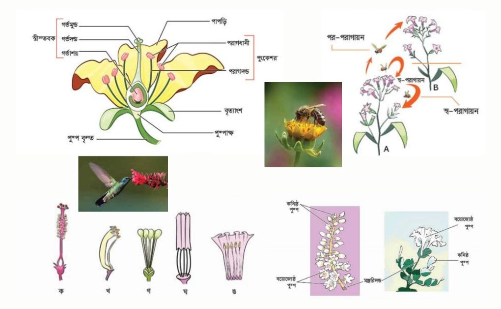 উদ্ভিদের প্রজননঃ ফুল ও ফুলের বিভিন্ন অংশ, পুষ্পমঞ্জরি, পরাগায়ন ও পরাগায়নের মাধ্যম, পুং ও স্ত্রী গ্যামেটোকাইটের উৎপত্তি, নিষেক, নতুন স্পোরোফাইট গঠন এবং ফলের উৎপত্তি ছবি সহ বিস্তারিত উদ্ভিদের প্রজনন অঙ্গ কোনটি, pdf, কী, কি, কাকে বলে, পরাগায়ন, উদ্ভিদের বংশবৃদ্ধি, প্রজনন বিভাগ।