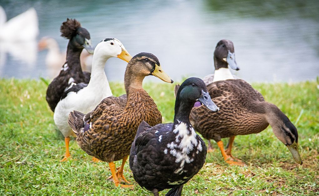 উন্নত জাতের হাঁসের নাম ও উন্নত জাতের হাসের খামার দিতে হাসের জাত পরিচিতি
