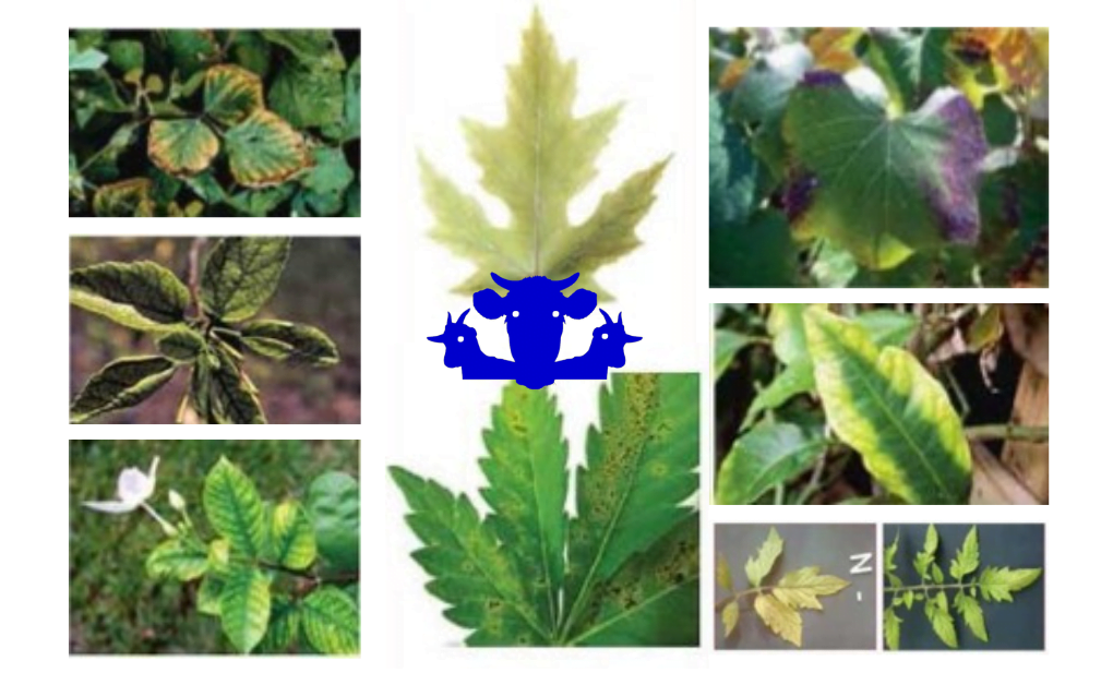 কিসের অভাবে গাছের কি হয়? অভাব জনিত লক্ষণ ছবি সহ + উদ্ভিদের খনিজ পুষ্টি উপাদানের উৎস, ভূমিকা এবং গাছের কোন পুষ্টি উপাদানের কাজ কি? কিসের অভাবে গাছের কি হয় নাইট্রোজেন, ফসফরাস, পটাশিয়াম, ম্যাগনেসিয়াম