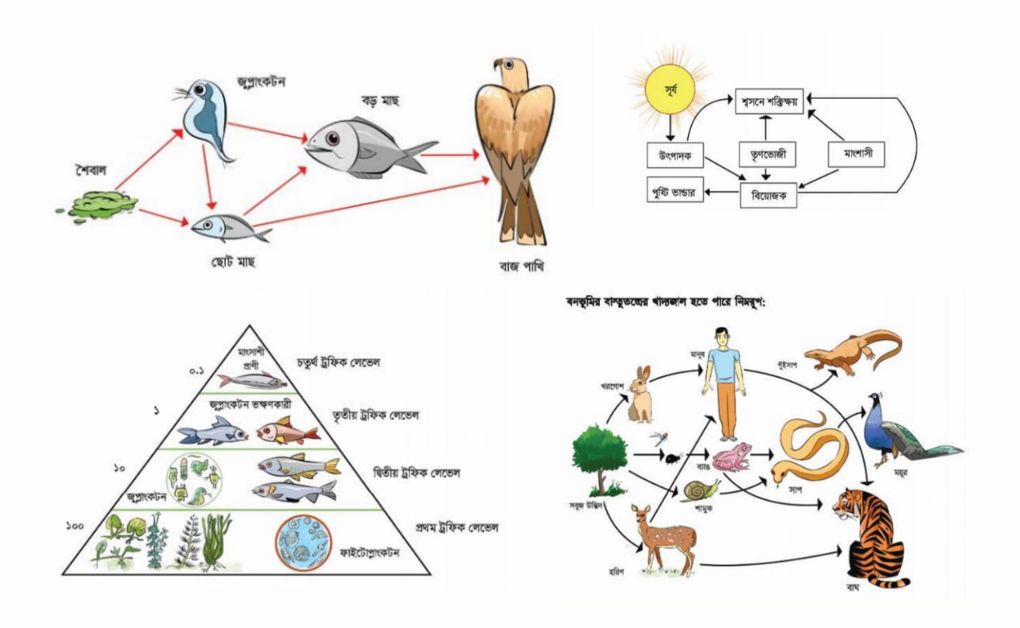 খাদ্যজাল কাকে বলেবলতে কি, বাস্তুতন্ত্রে পুষ্টিপ্ৰবাহ,শক্তির প্রবাহ,খাদ্যশিকল, শক্তি পিরামিড।