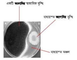 চিত্রঃ অ্যান্টিবায়োসিস