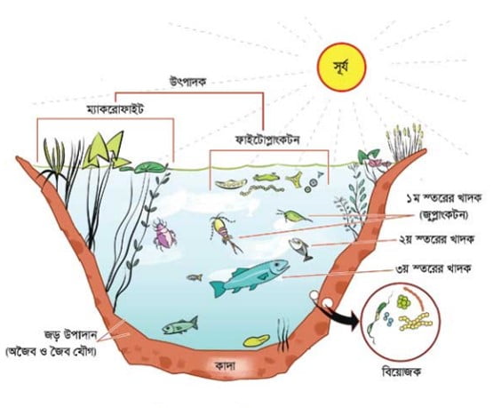 চিত্রঃ একটি পুকরের বাস্তুতন্ত্র