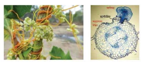 চিত্রঃ শোষণ (ক) স্বর্ণলতা এবং পোষক উদ্ভিদ (খ) লম্বচ্ছেদে শোষক পরভোজী সম্পর্ক