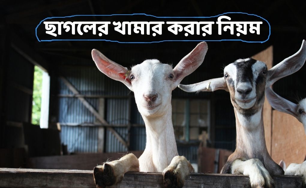 ছাগলের খামার করার নিয়ম, ছাগলের খামার পরিকল্পনা ও ১১টি ছাগলের খামার ঘর তৈরি, উন্নতমানের আধুনিক উন্নত জাতের ছাগলের খামার কিভাবে করতে হয়? ছাগলের খামার করার নিয়ম, ছাগলের খামার পরিকল্পনা, ছাগলের খামার ঘর তৈরি, উন্নতমানের আধুনিক উন্নত