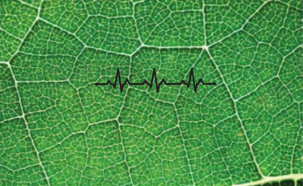 জীবনীশক্তি কিকাকে বলে ATP এর পূর্ণরূপ কি ATP কিকাকে বলে ও ATP এর কাজ কি #জীববিজ্ঞান