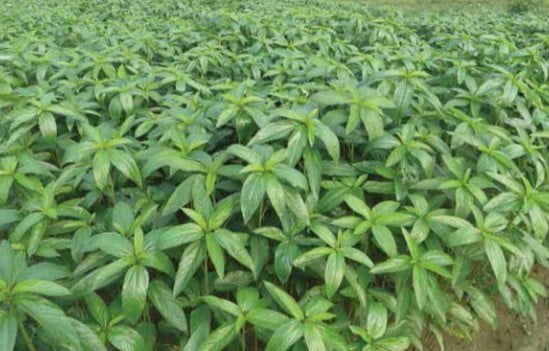 জীবপ্রযুক্তি কিকাকে বলে বা বায়োটেকনোলজি (Biotechnology) কি