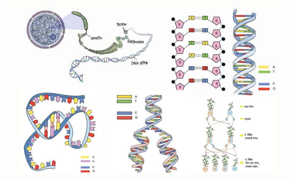 জীবের বংশগতিঃ ক্রোমোজোম, ডিএনএ (DNA), আরএনএ (RNA), জিন  (Gene), DNA অনুলিপন (DNA replication) এবং ডিএনএ টেস্ট।