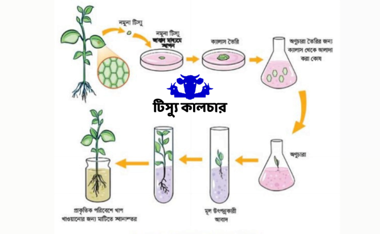 টিস্যু কালচার কি টিস্যু কালচার এর ধাপ, টিস্যু কালচার এর ব্যবহার ও টিস্যু কালচার গুরুত্ব।