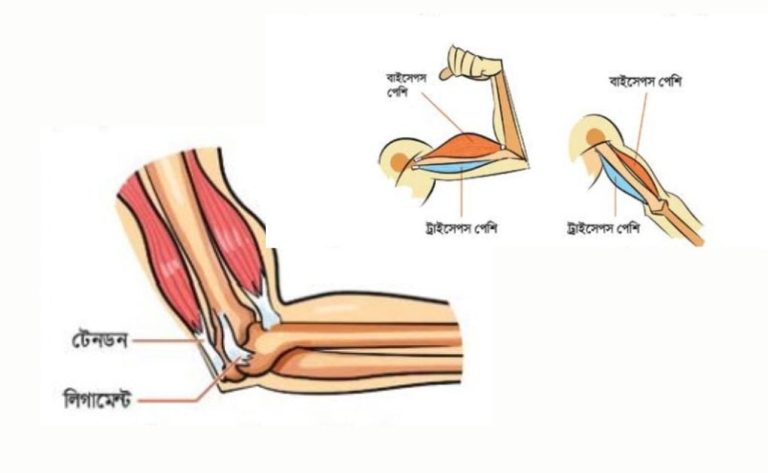 পেশি কাজঃ টেনডন (Tendon) ও লিগামেন্ট বা অস্থিবন্ধনী (Ligament) এবং মানুষের চলনে অস্থি ও পেশির ভূমিকা।