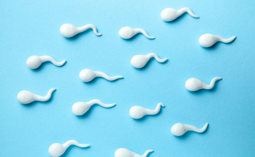 প্রশ্নঃ মানুষ তো নাপাক বীর্য থেকে সৃষ্টি , তাই মুসলিমরা হাজার ওজু গোসল করলেও পাক হবে না!