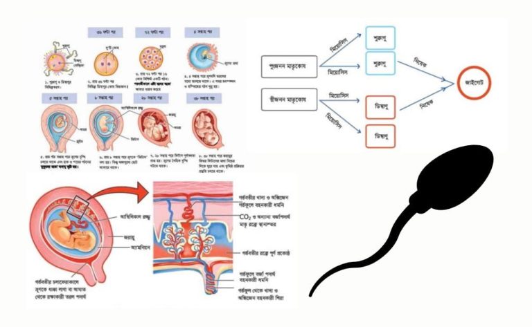 প্রাণীর প্রজননঃ নিষেক (Fertilization), মানব প্রজননে হরমোনের কাজ, বয়ঃসন্ধিকালে মেয়েদের দেহে কি কি পরিবর্তন হয়? ভ্রূণের বৃদ্বি বিকাশঃ গর্ভফুল/অমরা, ভ্রুণ আবরণী।