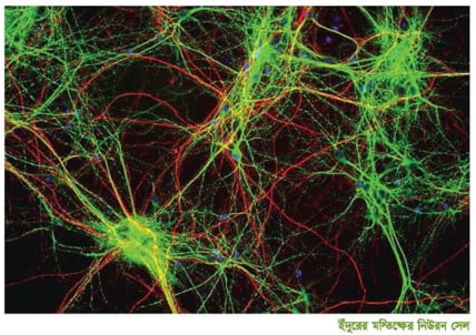 প্রাণীর সমন্বয় (co-ordination) প্রক্রিয়াঃ হরমোনাল প্রভাবহরমোনের কাজ ও স্নায়বিক প্রভাব।