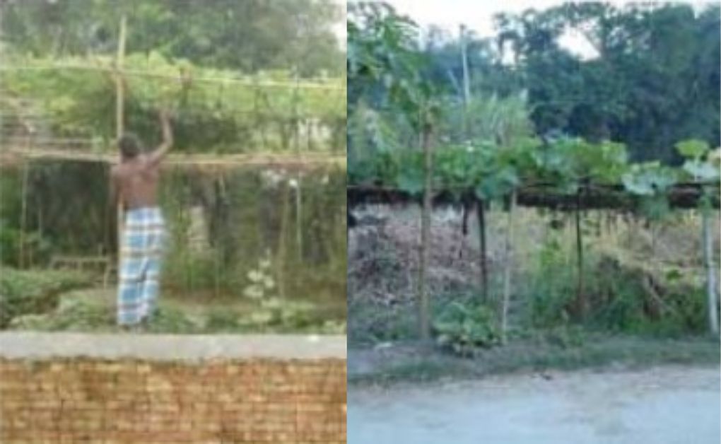 বহুস্তর বিশিষ্ট পদ্ধতিতে সবজি চাষ। (khamarian.com খামারিয়ান)