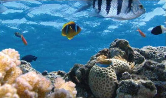 বাস্তুতন্ত্র কীকাকে বলে বাস্তুতন্ত্রের উপাদানসমূহ (ছক আকারে)।