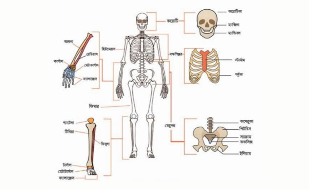 মানবকঙ্কালের পরিচিতি, দৃঢ়তা প্রদান, চলনে কঙ্কালের ভূমিকা, অস্থি, তরুণাস্থি ও অস্থিসন্ধি।
