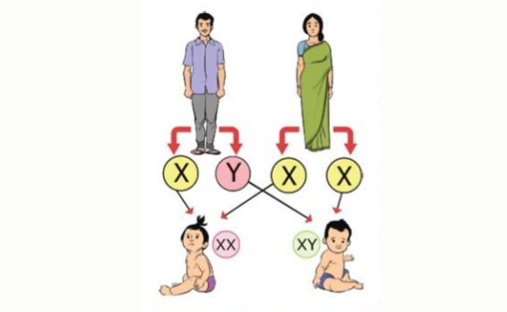 মানুষের লিঙ্গ নির্ধারণঃ ছেলে/মেয়ে সন্তান কিভাবে হয়?