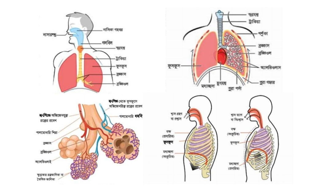 শ্বসনতন্ত্র কি বা কাকে বলে? শ্বসনতন্ত্রের কাজ ও সম্পৃক্ত অঙ্গ সমূহ এবং শ্বাসক্রিয়া ও শ্বাসক্রিয়ার পদ্ধতি শ্বসনতন্ত্র কিকাকে বলে,কাজ, শ্বাসক্রিয়া কিকাকে বলেবলতে কি বুঝায় শ্বাসক্রিয়া পদ্ধতি।