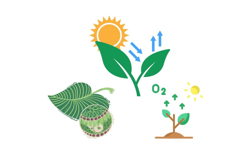 সালোকসংশ্লেষণ প্রক্রিয়াঃ প্রয়োজনীয় উপকরণ, সালোকসংশ্লেষণের প্রভাবক ও গুরুত্ব।