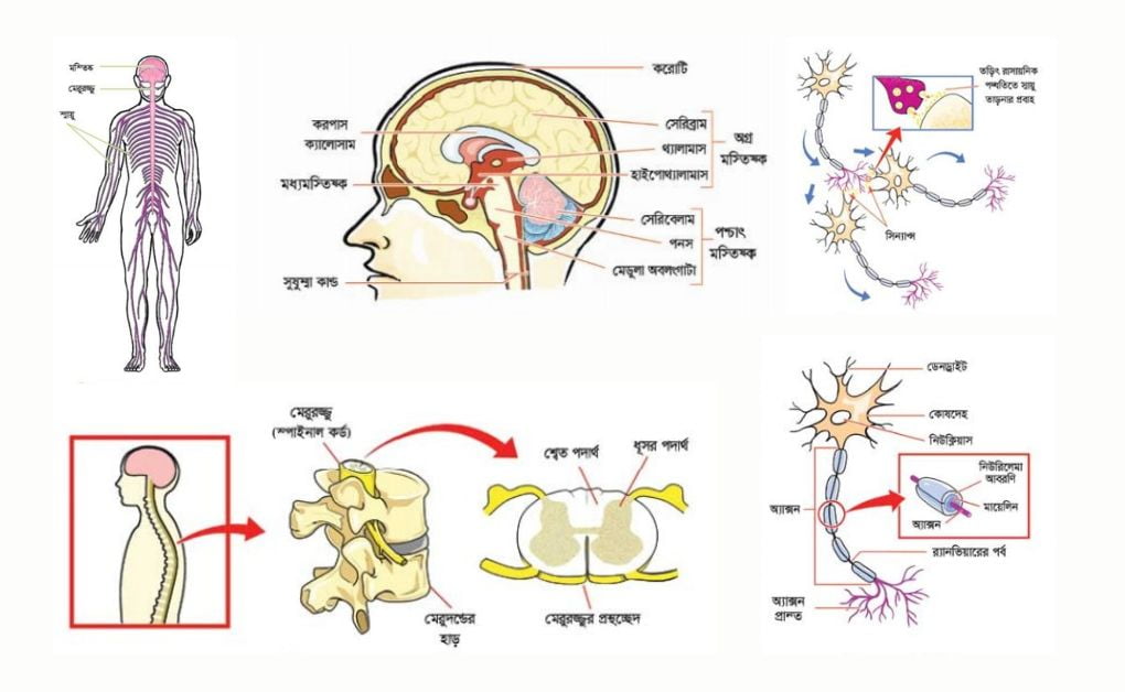 স্নায়ুতন্ত্র কি/কাকে বলে? স্নায়ুতন্ত্র কত প্রকার? মস্তিষ্ক (Brain), মেরুরজ্জু (Spinal cord), স্নায়ুকলা (Nervous tissue), প্রতিবর্তী ক্রিয়া (Reflex action) ও প্রান্তীয় স্নায়ুতন্ত্র (Peripheral nervous system) বিস্তারিত বর্ণনা।