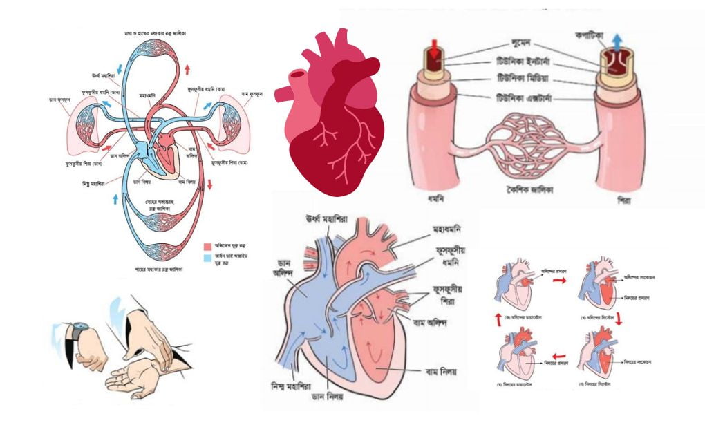 হৃৎপিণ্ডের গঠন, কাজ, রক্ত সঞ্চালন, রক্তবাহিকা কি ও কত ধরণের, রক্তচাপ, ব্লাড প্রেসার, কোলেস্টেরল।