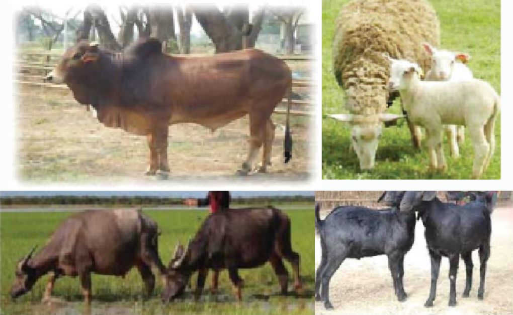 গবাদিপশু হাঁস-মুরগি পালন (কৃষি শিক্ষা) গরু পালন, ছাগল পালন, ভেড়া পালন, হাঁস পালন, মুরগি পালন।