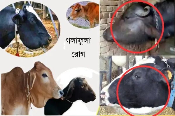 গরু ও মহিষের গলাফুলা রোগঃ লক্ষণ, কারণ ও চিকিৎসা (informationabangla.com)