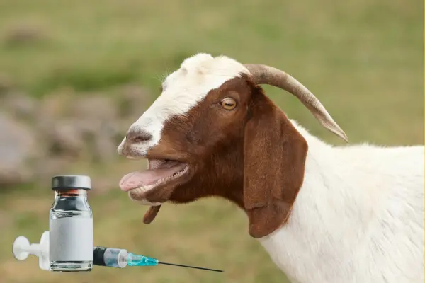 ছাগলের জরুরি কিছু ভ্যাকসিন বা টিকা দেওয়ার নিয়ম (informationabangla.com)