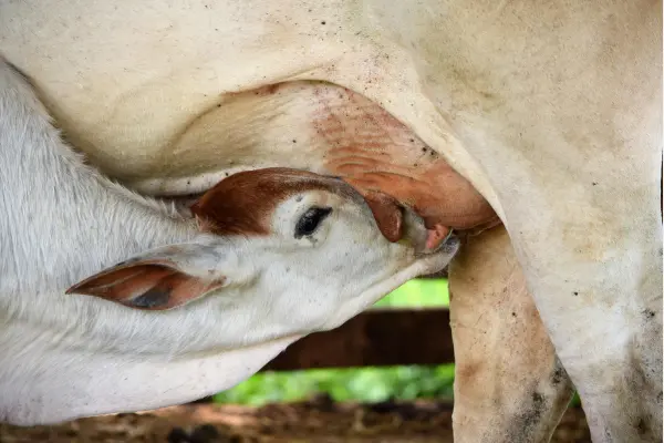 দুগ্ধবতী গাভীর যত্ন, পরিচর্যা ও সুষম খাদ্য তালিকা (informationabangla.com)