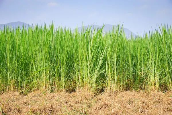 নেপিয়ার ঘাস চাষ পদ্ধতি (informationabangla.com)