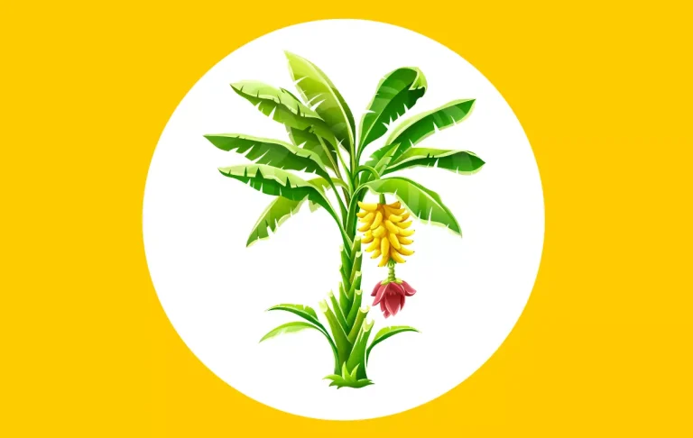 কলা চাষ পদ্ধতি