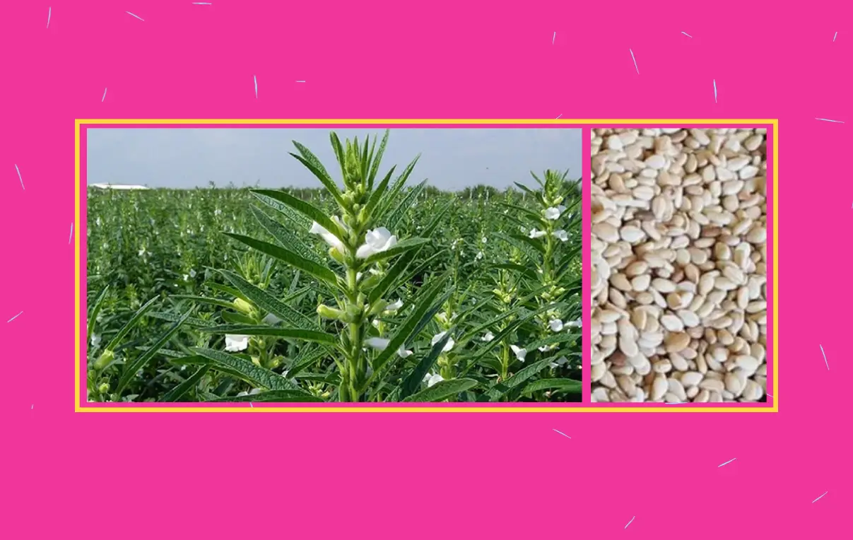 তিলের জাতের নাম ও চাষ করার পদ্ধতি এবং তিল গাছের বিভিন্ন রোগ ও তার প্রতিকার