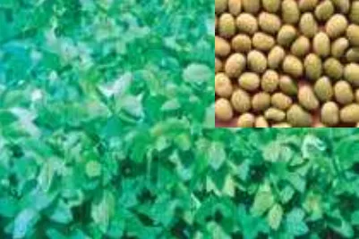 বাংলাদেশ সয়াবিন-৪ এর ফসল