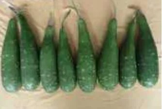 বারি লাউ-৪ এর উৎপাদিত ফল