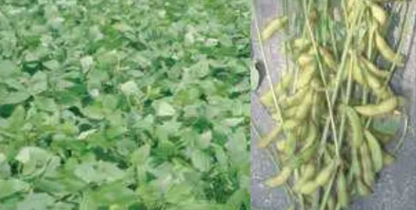 বারি সয়াবিন-৬