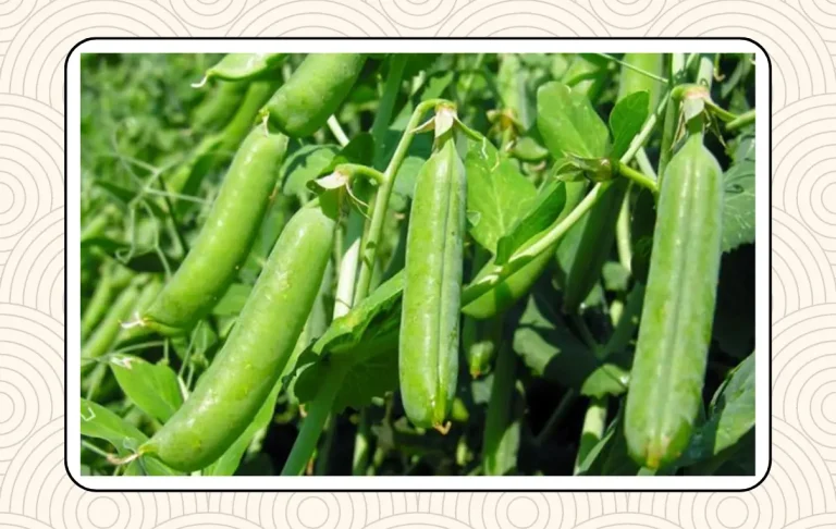মটরশুঁটি চাষের পদ্ধতি