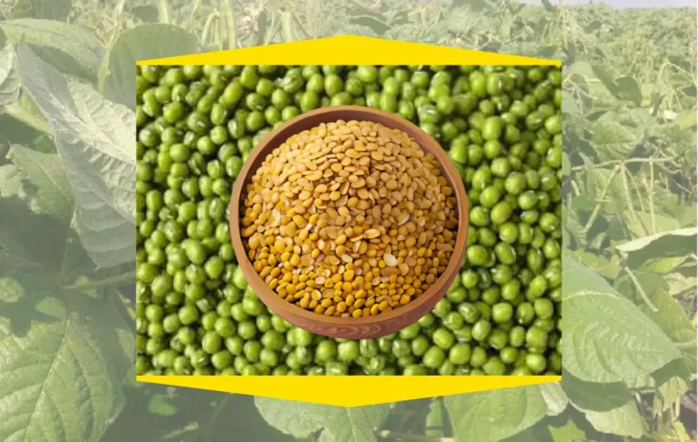 মুগের ডালের জাত