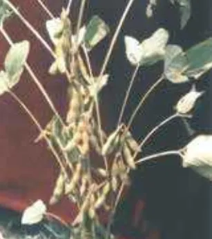 শুঁটিসহ বারি সয়াবিন-৫