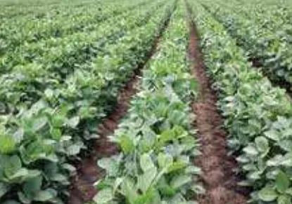 সয়াবিনের ফসল