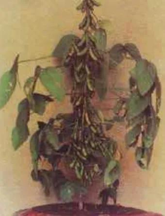 সয়াবিনের সোহাগ জাতের গাছসহ ফল