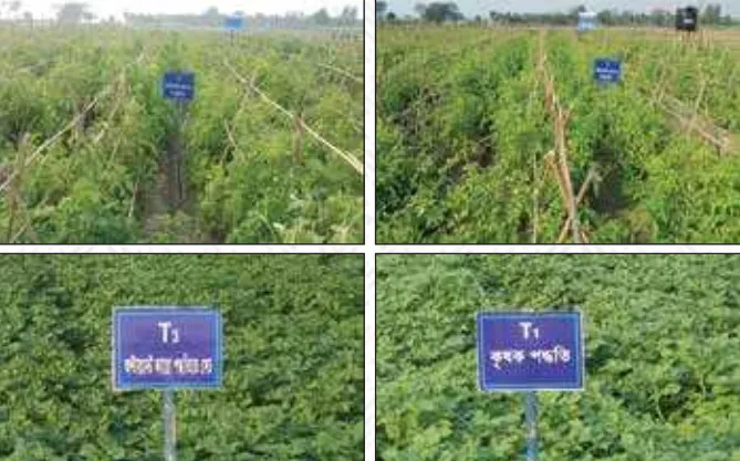 অল্টারনেট ফারো সেচ পদ্ধতিতে টমেটো ও আলু চাষ