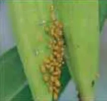 এফিড বা জাব পোকা