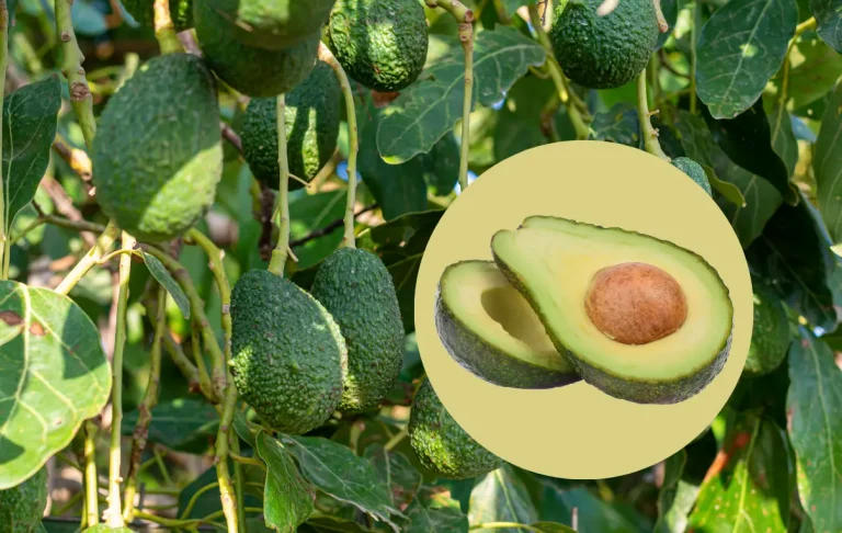 এ্যাভোকেডো চাষ পদ্ধতি